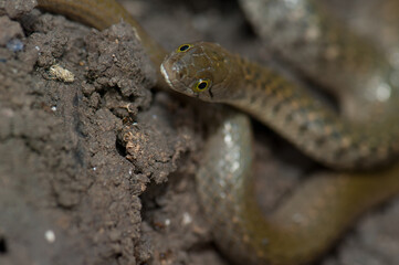 Checkered keelback Xenochrophis piscator on the ground. Keoladeo Ghana National Park. Bharatpur. Rajasthan. India.