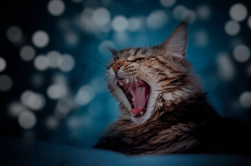 Maine Coon cat yawns and is very tired.
