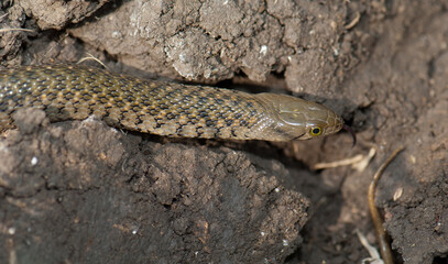 Checkered keelback Xenochrophis piscator. Keoladeo Ghana National Park. Bharatpur. Rajasthan. India.