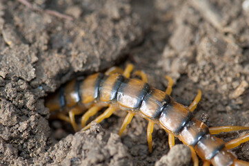 Centipede Scolopendra sp hiding underground. Keoladeo Ghana National Park. Bharatpur. Rajasthan. India.