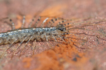 House centipede Scutigera coleoptrata on the ground. Keoladeo Ghana National Park. Bharatpur. Rajasthan. India.
