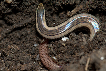Bronze grass skink Eutropis macularia. Keoladeo Ghana National Park. Bharatpur. Rajasthan. India.