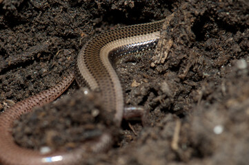 Fototapeta premium Body and tail of bronze grass skink Eutropis macularia. Keoladeo Ghana National Park. Bharatpur. Rajasthan. India.