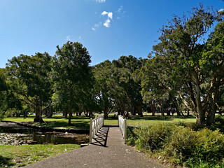 Beautiful view of a public park with green grass, tall trees and deep blue sky in the background,...