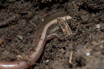 Body and leg of bronze grass skink Eutropis macularia. Keoladeo Ghana National Park. Bharatpur. Rajasthan. India.