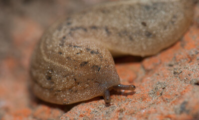 Leatherleaf slug Veronicellidae on the ground. Keoladeo Ghana National Park. Bharatpur. Rajasthan. India.