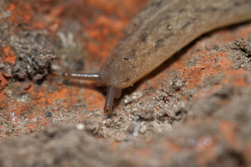 Leatherleaf slug Veronicellidae on the ground. Keoladeo Ghana National Park. Bharatpur. Rajasthan. India.