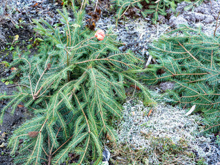 Rosen werden abgedeckt im Winter vor dem Frost