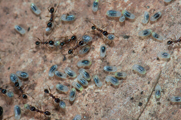 Ants tending larvae on the ground. Keoladeo Ghana National Park. Bharatpur. Rajasthan. India.