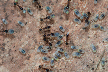 Ants tending larvae on the ground. Keoladeo Ghana National Park. Bharatpur. Rajasthan. India.