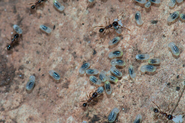 Ants tending eggs and larvae. Keoladeo Ghana National Park. Bharatpur. Rajasthan. India.