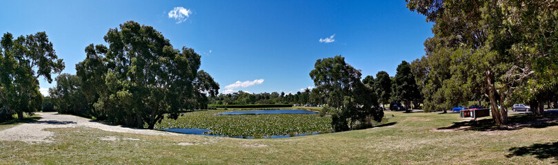 Beautiful panoramic view of a pond with lily pad in the water and tall trees and deep blue sky in...