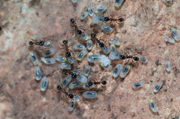 Ants tending eggs and larvae. Keoladeo Ghana National Park. Bharatpur. Rajasthan. India.