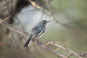 Female Oriental magpie-robin Copsychus saularis. Keoladeo Ghana National Park. Bharatpur. Rajasthan. India.