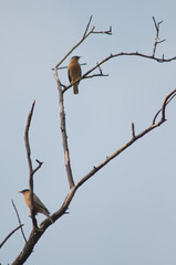 Brahminy starlings Sturnia pagodarum on a tree. Keoladeo Ghana National Park. Bharatpur. Rajasthan. India.