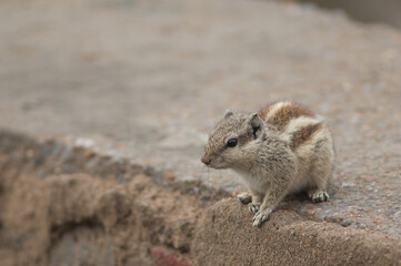 Indian palm squirrel Funambulus palmarum on a wall. Bharatpur. Rajasthan. India.