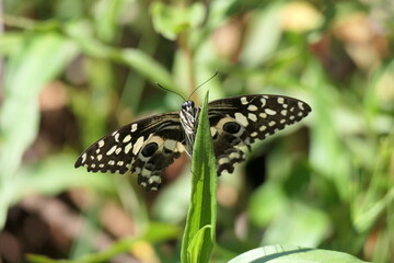 Papilio demodocus, auch bekannt unter der englischen Bezeichnung Citrus Swallowtail („Zitrusschwalbenschwanz“), ist ein Schmetterling aus der Familie der Ritterfalter (Papilionidae). Sein Verbreitungs