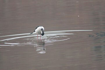 Black-winged stilt Himantopus himantopus preening. Bharatpur. Rajasthan. India.