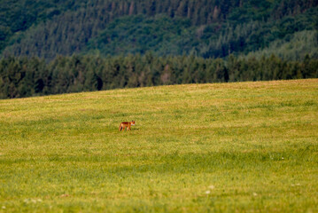 baby fox on a hill in Luxembourg