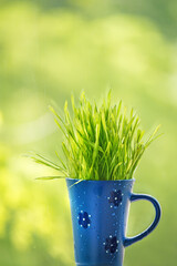 Sprouted wheat sprouts in a mug on a green natural background.