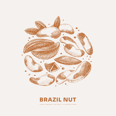 Hand-drawn Brazil nut. Exotic fruits, sliced and whole. Organic food concept. Can be used for your design. Vintage botanical illustration on a light isolated background.