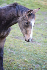 Fototapeta premium deutsches Reitpony Fohlen