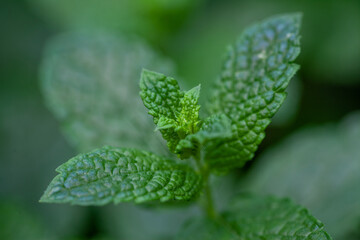 Fototapeta na wymiar Fresh mint in the garden. Green mint close up. Scented mint for tea. High quality photo