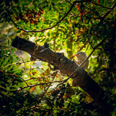 Fototapeta premium Backlit Bird in forest with bright eye