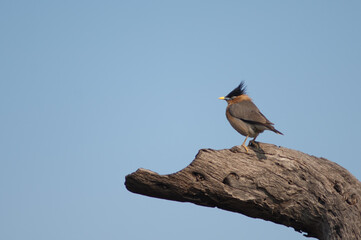 Brahminy starling Sturnia pagodarum on a tree trunk. Keoladeo Ghana National Park. Bharatpur. Rajasthan. India.