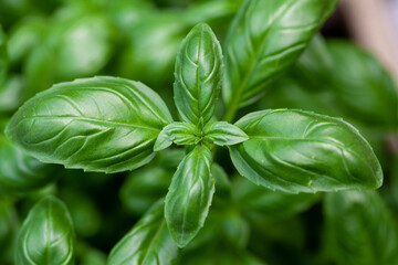 Close up studio shot of fresh green basil herb leaves isolated on white background. Sweet Genovese basil. High quality photo