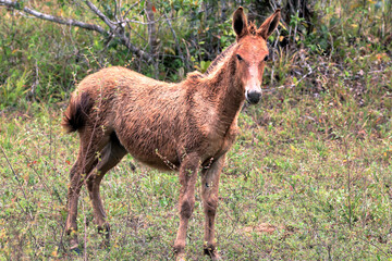 young mule. Hybrid animal resulting from the cross between a male donkey (Equus asinus) and a mare (Equus caballus)