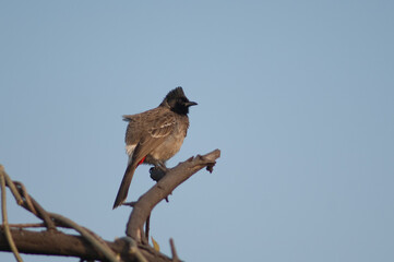 Red-vented bulbul Pycnonotus cafer on a branch. Keoladeo Ghana National Park. Bharatpur. Rajasthan. India.