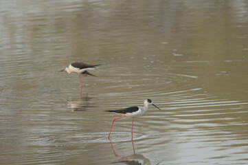 Black-winged stilts Himantopus himantopus on a pond. Keoladeo Ghana National Park. Bharatpur. Rajasthan. India.