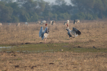 Pair in courtship of sarus cranes Antigone antigone. Keoladeo Ghana National Park. Bharatpur. Rajasthan. India.