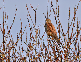 bird of prey falcon sitting in a tree