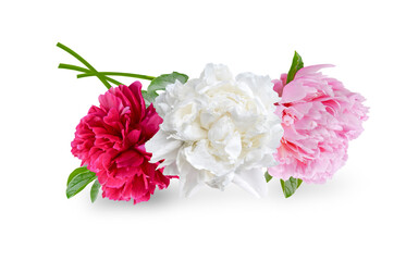Fototapeta na wymiar bouquet of red, white and pink peony flowers isolated on white