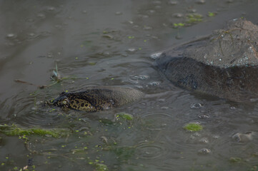 Fototapeta premium Indian flapshell turtle Lissemys punctata. Keoladeo Ghana National Park. Bharatpur. Rajasthan. India.