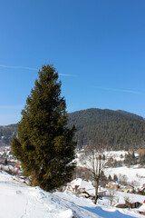 Coniferous tree and winter country