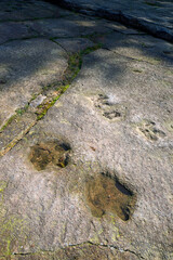 Dinosaur tracks in Germany // Dinosaurierfährten auf dem Bückeberg in Obernkirchen (Niedersachsen) © bennytrapp