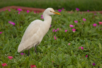 Cattle egret Bubulcus ibis in the Taj Mahal gardens. Agra. Uttar Pradesh. India.