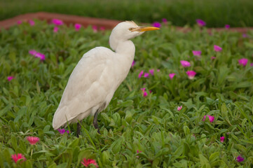 Cattle egret Bubulcus ibis in the Taj Mahal gardens. Agra. Uttar Pradesh. India.