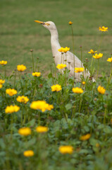 Cattle egret Bubulcus ibis in the Taj Mahal gardens. Agra. Uttar Pradesh. India.