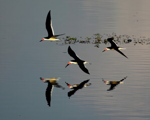 Multiple Black skimmers in flight with reflection over calm water. Rynchops niger. - obrazy, fototapety, plakaty