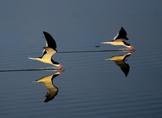 A pair of Black skimmers skimming calm water with reflection. Rynchops niger. - obrazy, fototapety, plakaty