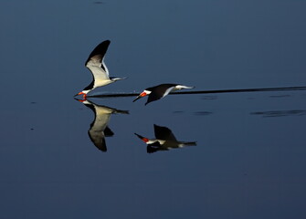 A pair of Black skimmers skimming calm water with reflection. Rynchops niger.