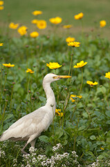 Cattle egret Bubulcus ibis in the Taj Mahal gardens. Agra. Uttar Pradesh. India.