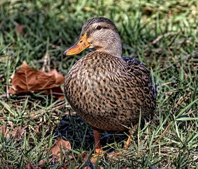 Portrait of a female mallard duck.