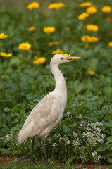 Cattle egret Bubulcus ibis in the Taj Mahal gardens. Agra. Uttar Pradesh. India.