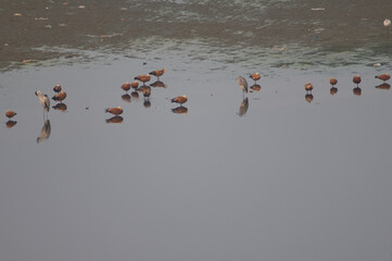 Ruddy shelducks Tadorna ferruginea and grey herons Ardea cinerea. Yamuna River. Agra. Uttar Pradesh. India.