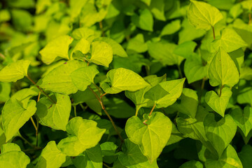 Green leaves of Plu kaow